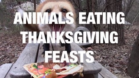 animals eating thanksgiving feasts.jpg