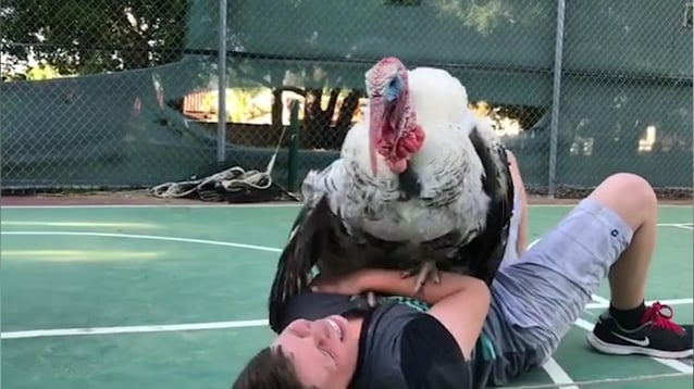 turkeys.jpg